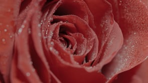 Hyaluronic Revitalizing Day Cream